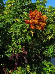 Schefflera arboricola (Hayata) Merr.