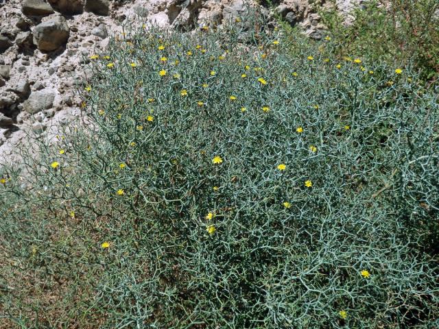 Launea křovitá (Launaea arborescens (Batt.) Murb)