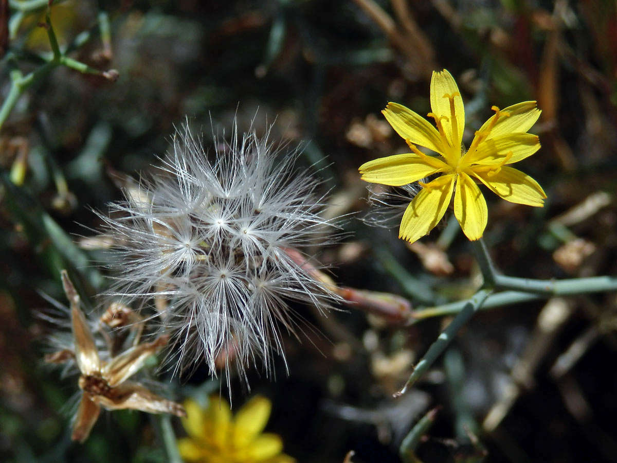 Launea křovitá (Launaea arborescens (Batt.) Murb)