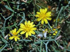 Launea křovitá (Launaea arborescens (Batt.) Murb)