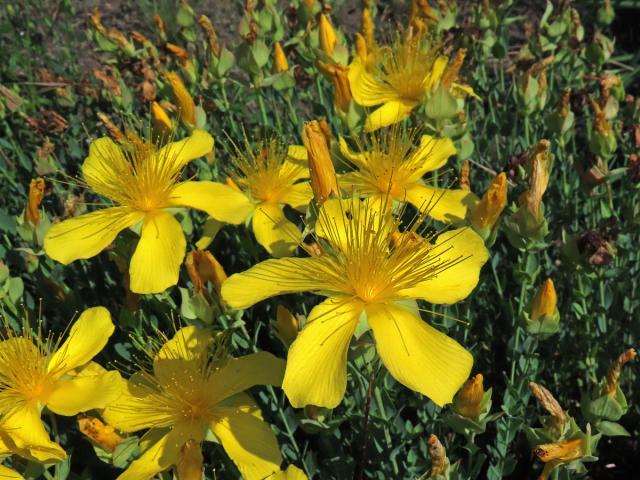 Třezalka olympská (Hypericum olympicum L.)