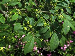 Brslen křídlatý (Euonymus alatus (Thunb.) Siebold)