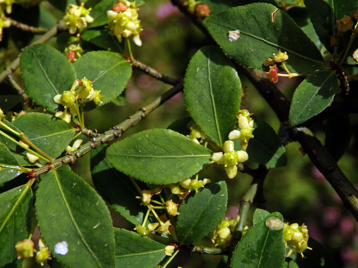 Brslen křídlatý (Euonymus alatus (Thunb.) Siebold)