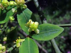 Brslen křídlatý (Euonymus alatus (Thunb.) Siebold)