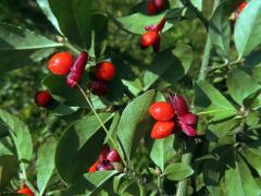 Brslen křídlatý (Euonymus alatus (Thunb.) Siebold)