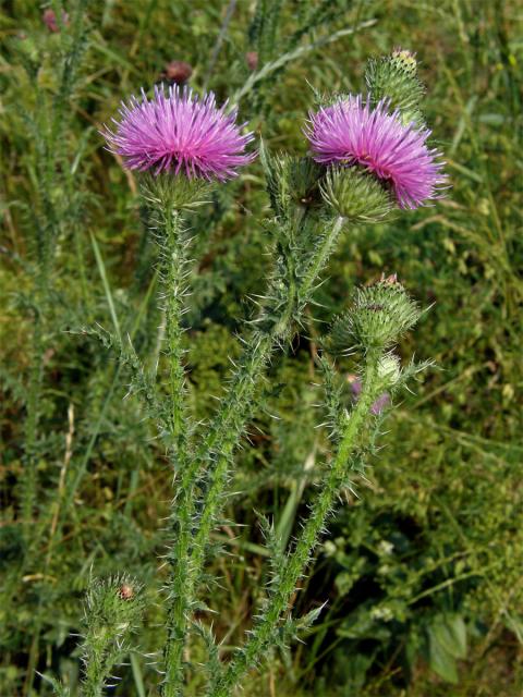 Bodlák obecný (Carduus acanthoides L.)