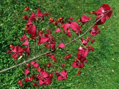 Brslen křídlatý (Euonymus alatus (Thunb.) Siebold)