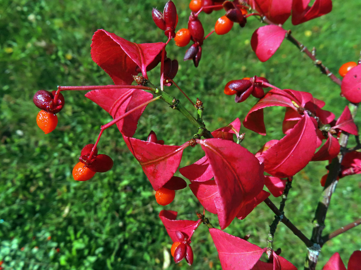 Brslen křídlatý (Euonymus alatus (Thunb.) Siebold)