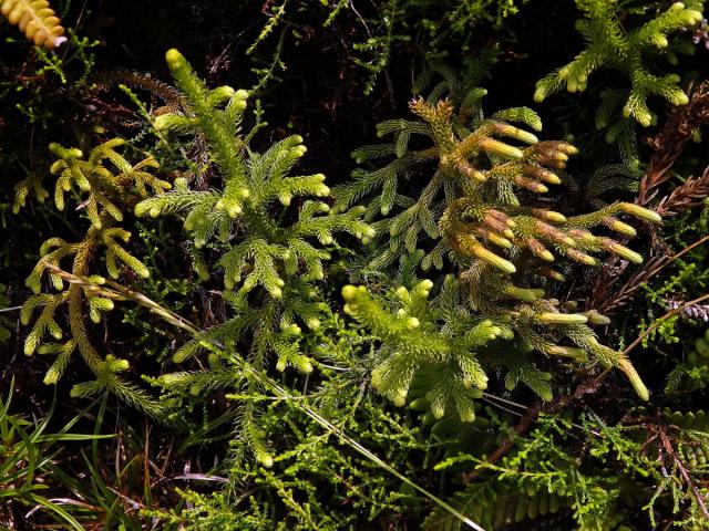 Plavuňka (Lycopodiella cernua (L.) Pich. Serm.)