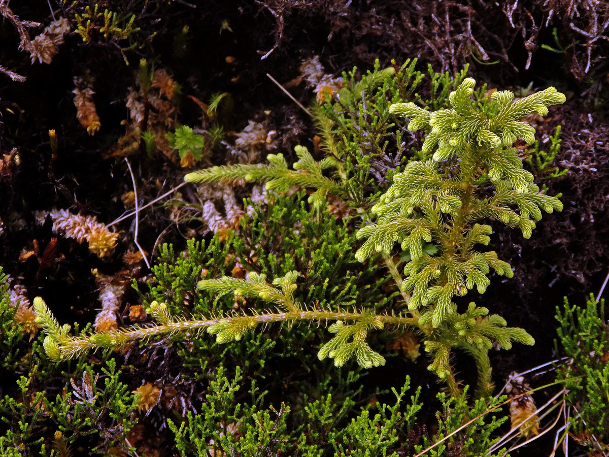 Plavuňka (Lycopodiella cernua (L.) Pich. Serm.)