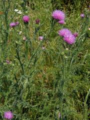 Bodlák obecný (Carduus acanthoides L.)