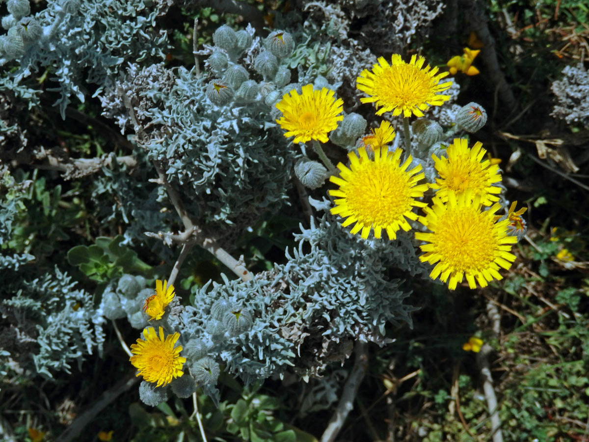 Andryala (Andryala perezii M. Z. Ferreira, R. Jardim, Alv. Fern. & M. Seq.)