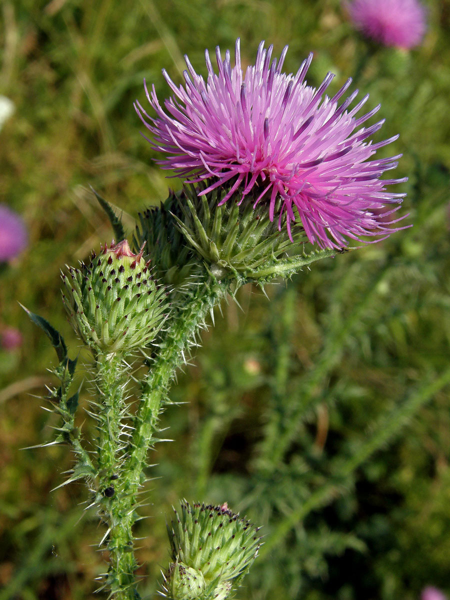 Bodlák obecný (Carduus acanthoides L.)