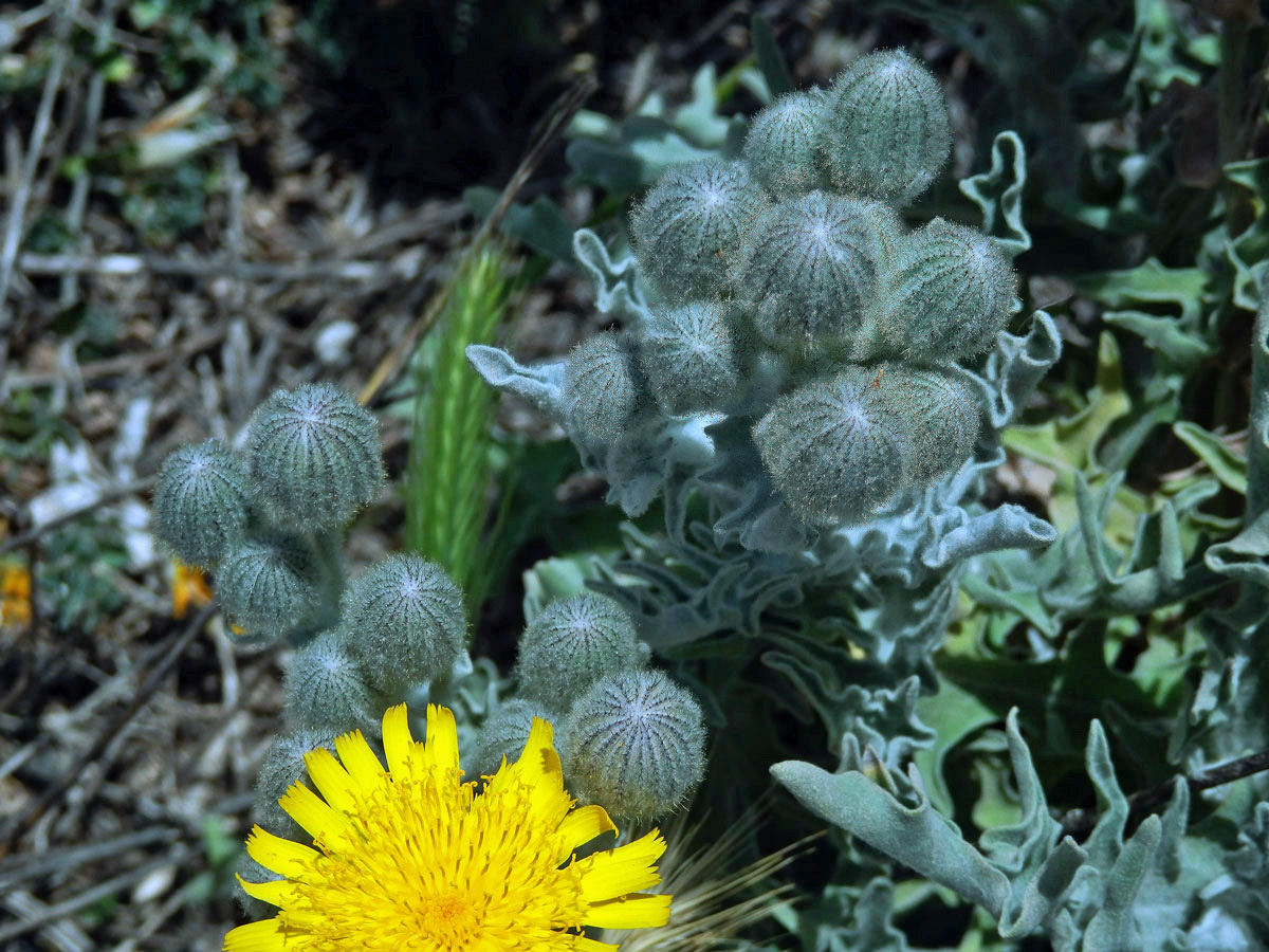 Andryala (Andryala perezii M. Z. Ferreira, R. Jardim, Alv. Fern. & M. Seq.)