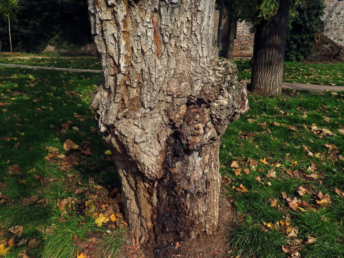 Javor babyka (Acer campestre L.) s nádorem na kmeni (87a)