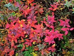 Tavolník japonský (Spiraea japonica L. fil.)