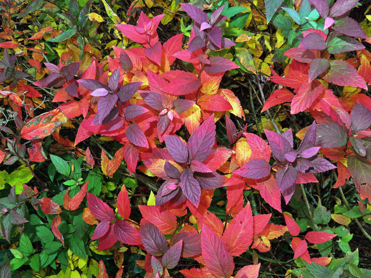 Tavolník japonský (Spiraea japonica L. fil.)