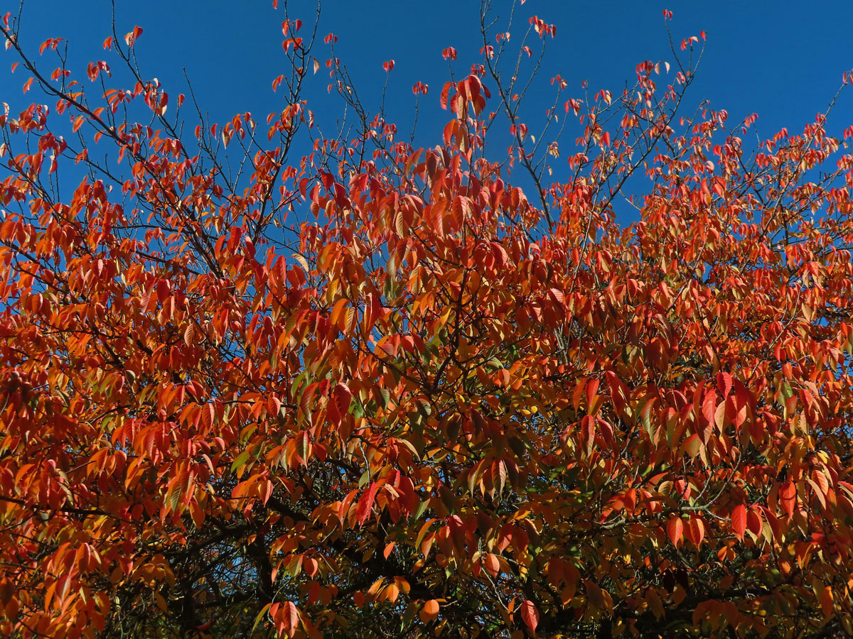 Sakura ozdobná (Prunus serrulata Lindl)