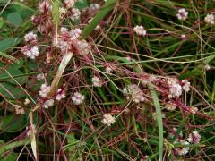 Kokotice povázka (Cuscuta epithymum (L.) L.)