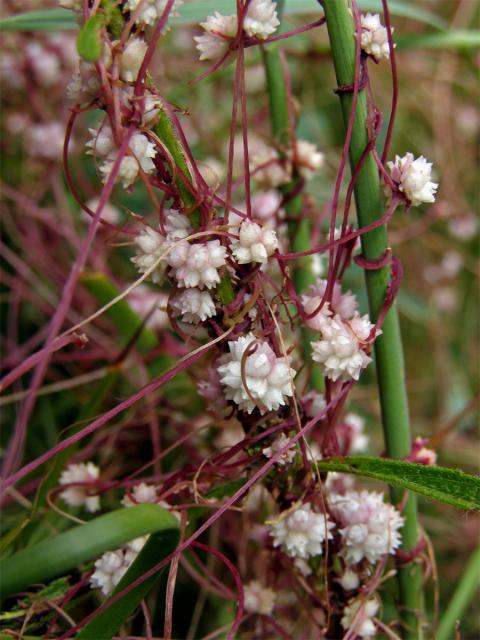 Kokotice povázka (Cuscuta epithymum (L.) L.)