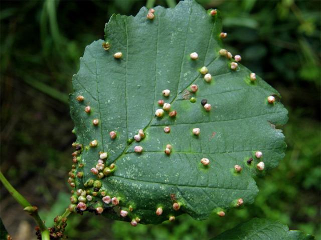 Hálky vlnovníka (Phytoptus laevis)