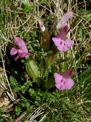 Všivec lesní (Pedicularis sylvatica L.)