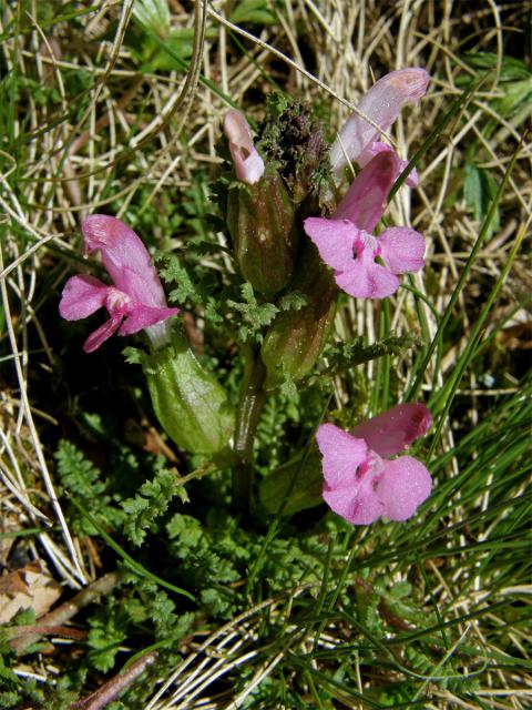 Všivec lesní (Pedicularis sylvatica L.)