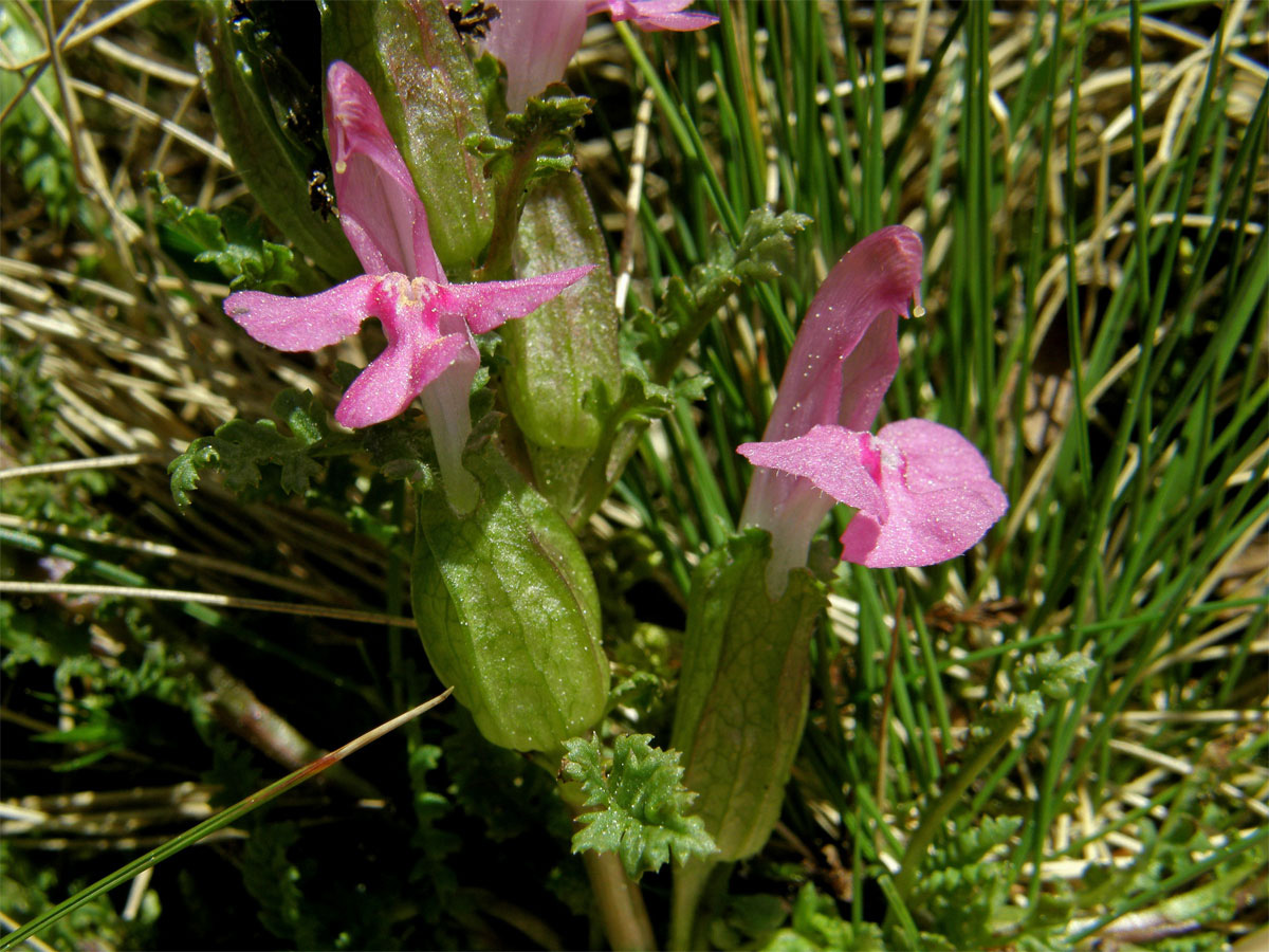 Všivec lesní (Pedicularis sylvatica L.)