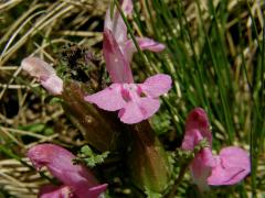 Všivec lesní (Pedicularis sylvatica L.)