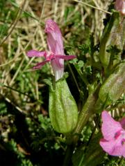 Všivec lesní (Pedicularis sylvatica L.)