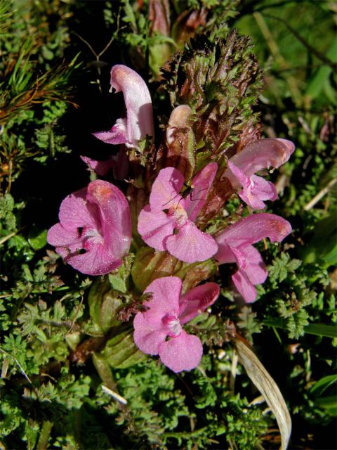 Všivec lesní (Pedicularis sylvatica L.)