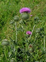 Pcháč obecný (Cirsium vulgare (Savi) Ten.)