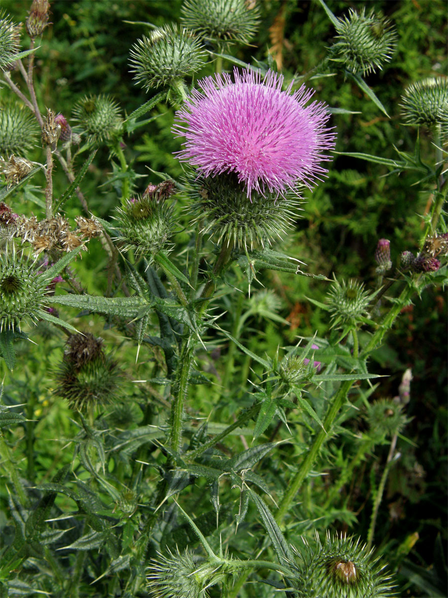 Pcháč obecný (Cirsium vulgare (Savi) Ten.)