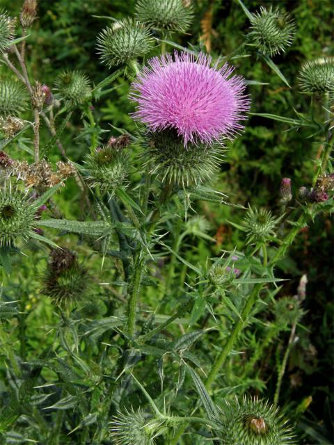 Pcháč obecný (Cirsium vulgare (Savi) Ten.)