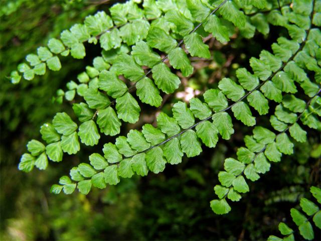 Sleziník červený (Asplenium trichomanes L.)