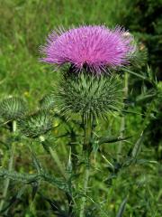 Pcháč obecný (Cirsium vulgare (Savi) Ten.)