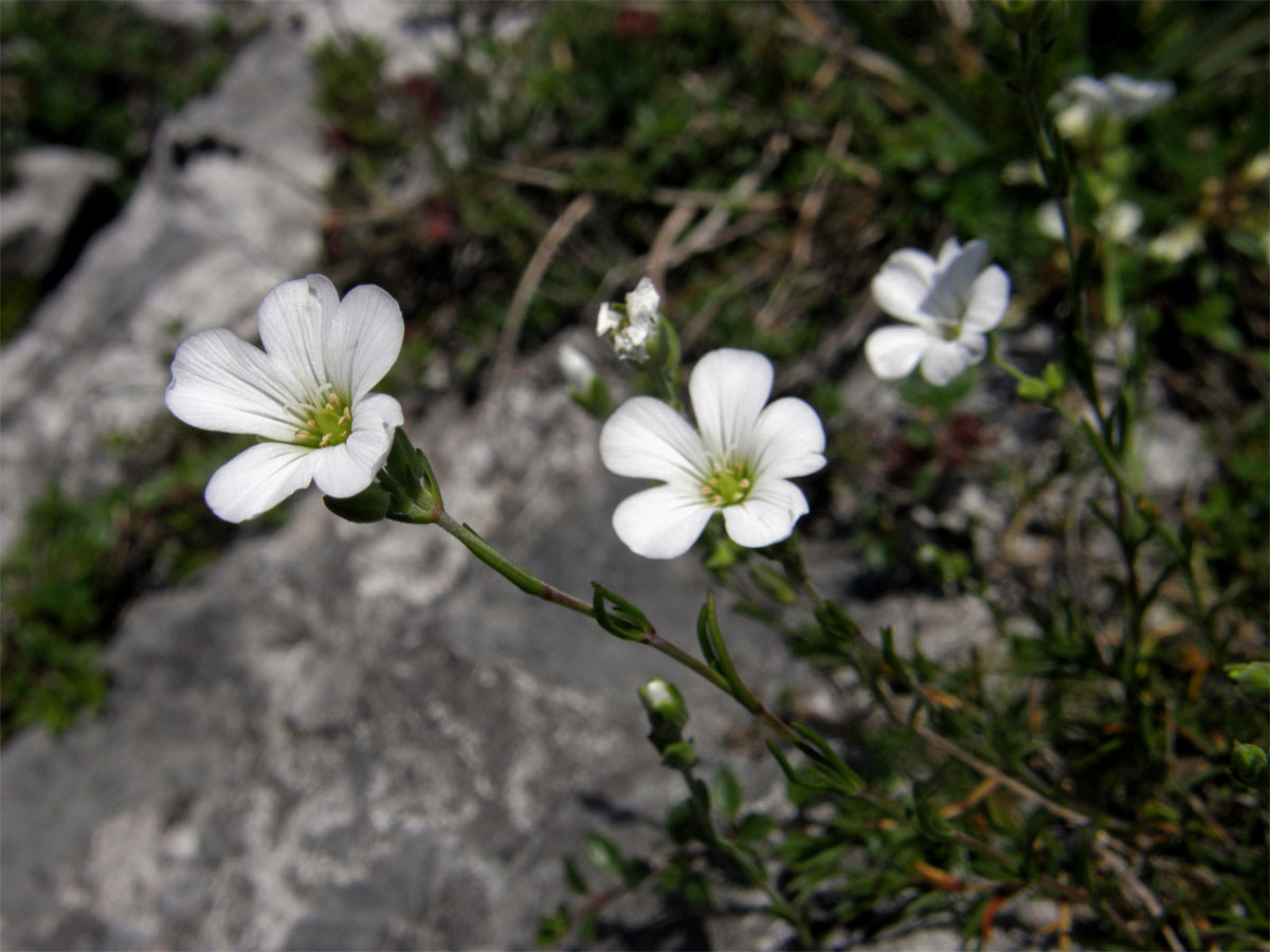 Kuřička Kitaibelova (Minuartia kitaibelii (Nyman) Pawl.)