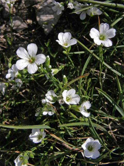 Kuřička Kitaibelova (Minuartia kitaibelii (Nyman) Pawl.)