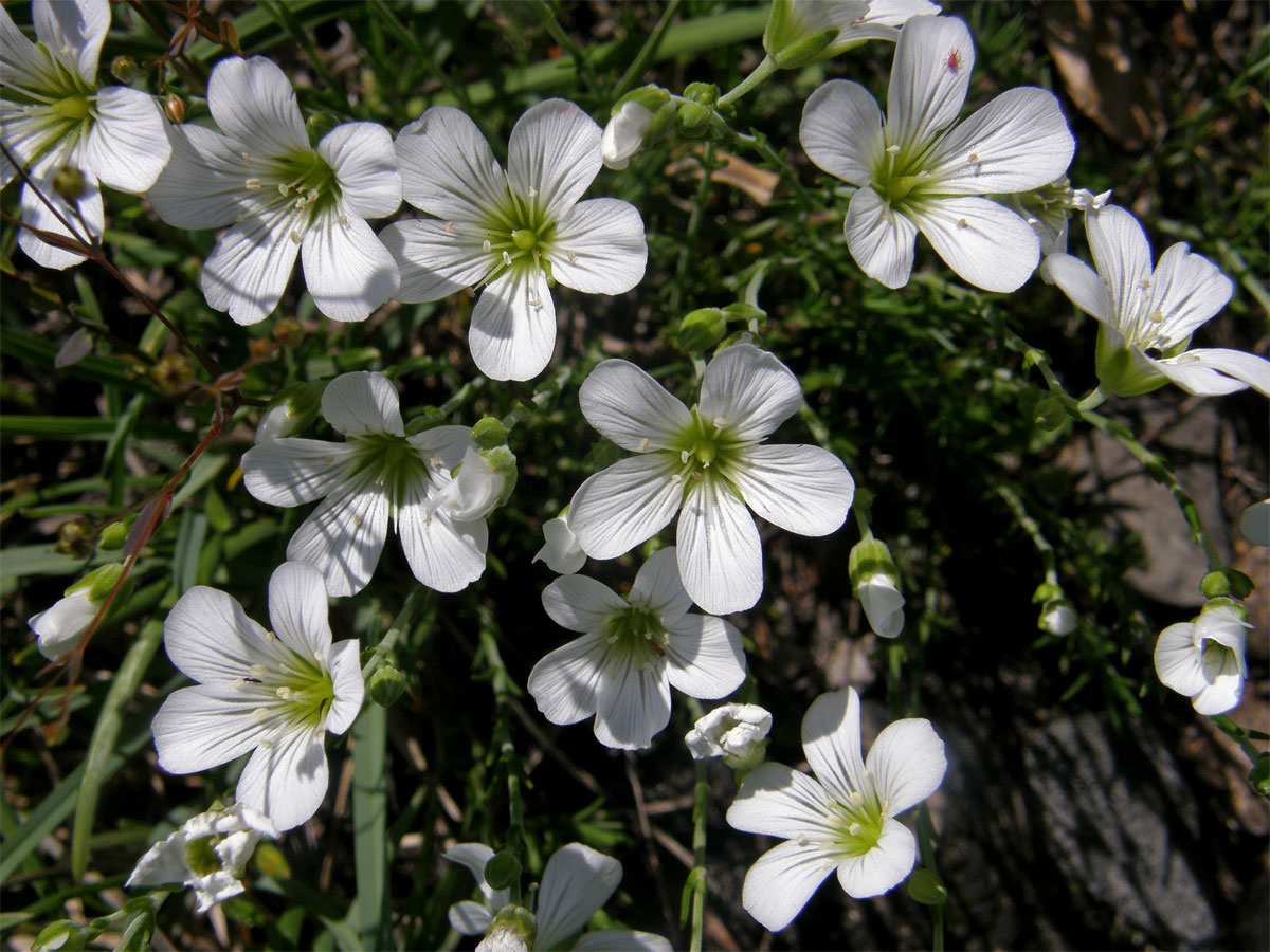 Kuřička Kitaibelova (Minuartia kitaibelii (Nyman) Pawl.)