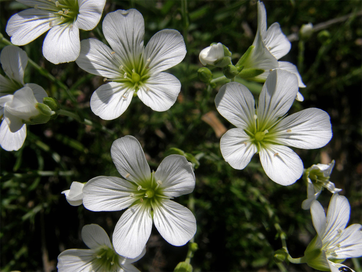 Kuřička Kitaibelova (Minuartia kitaibelii (Nyman) Pawl.)