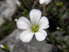 Kuřička Kitaibelova (Minuartia kitaibelii (Nyman) Pawl.)