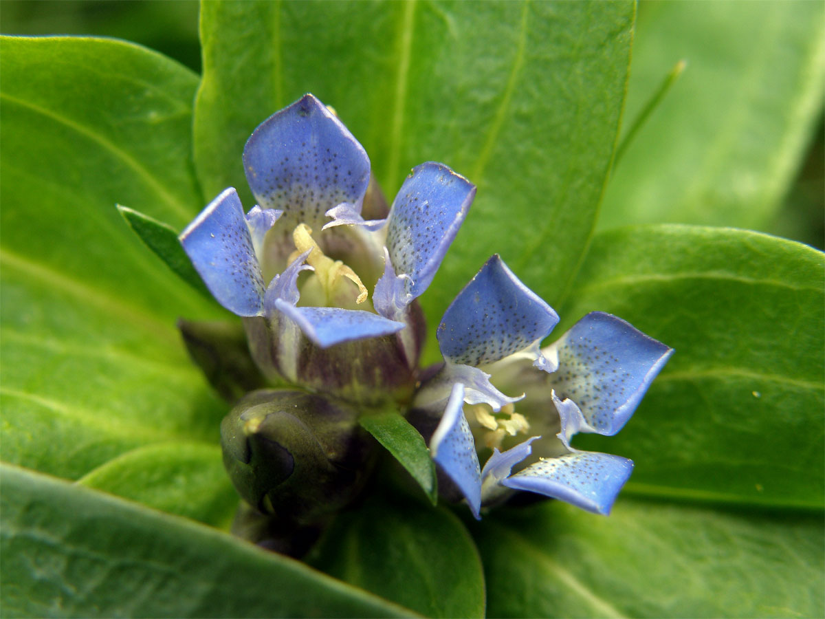 Hořec křížatý (Gentiana crucitata L.)