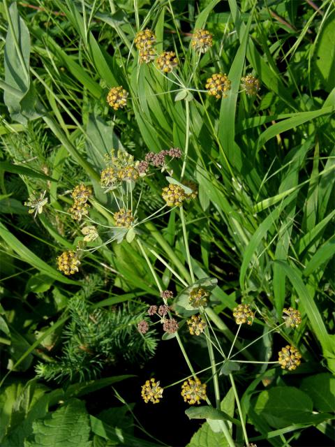 Prorostlík dlouholistý (Bupleurum longifolium L.)