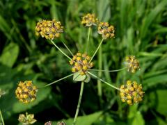 Prorostlík dlouholistý (Bupleurum longifolium L.)