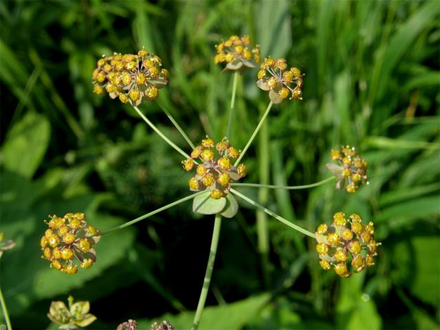 Prorostlík dlouholistý (Bupleurum longifolium L.)