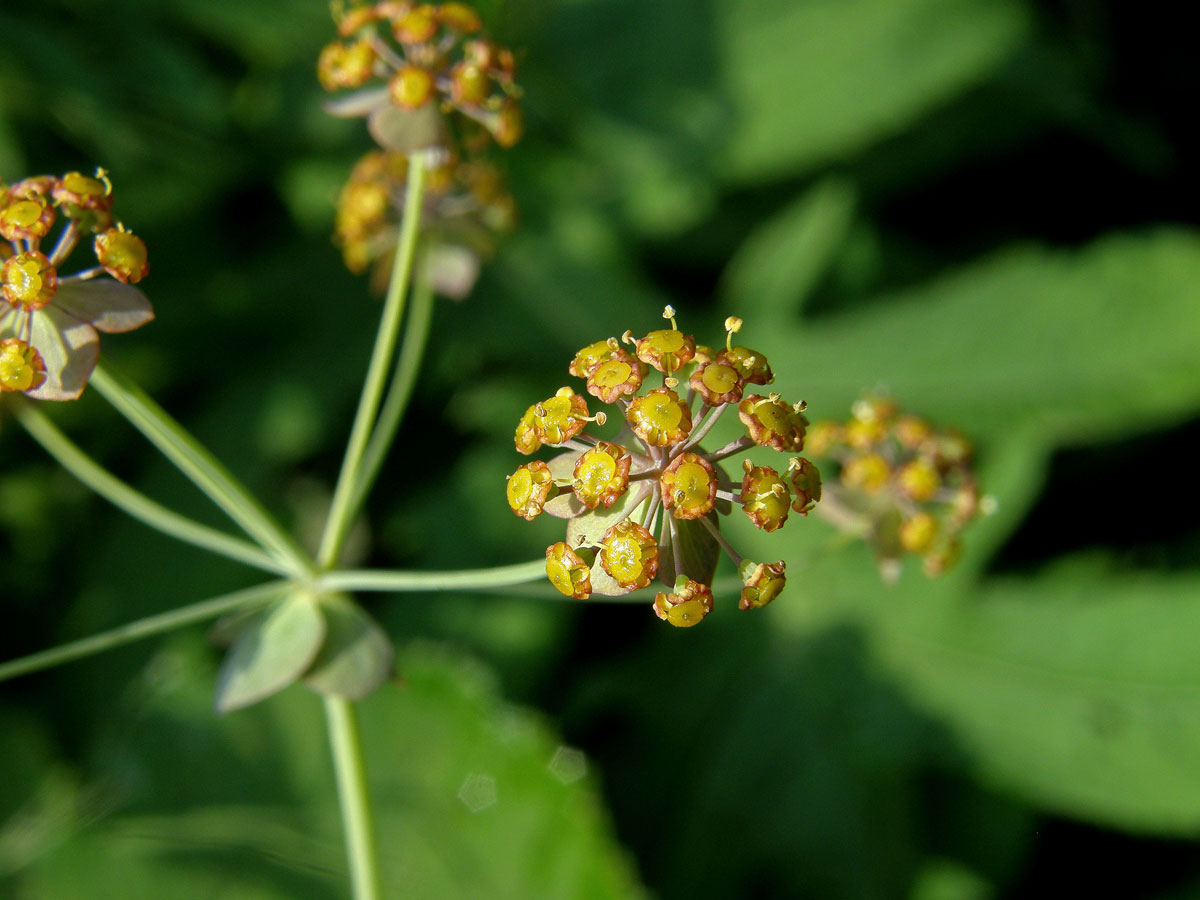 Prorostlík dlouholistý (Bupleurum longifolium L.)