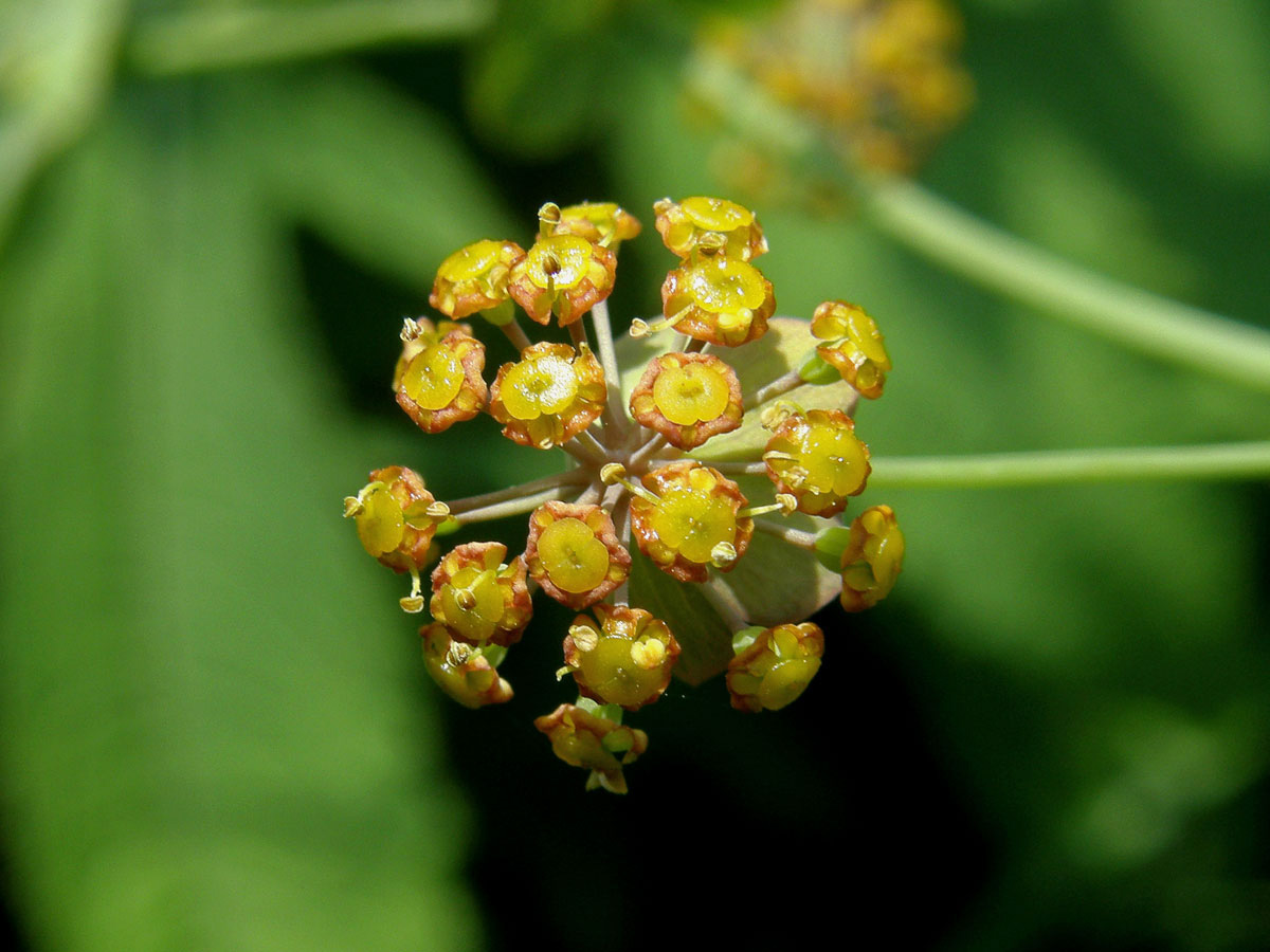 Prorostlík dlouholistý (Bupleurum longifolium L.)