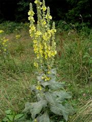 Divizna velkokvětá (Verbascum densiflorum Bertol.)