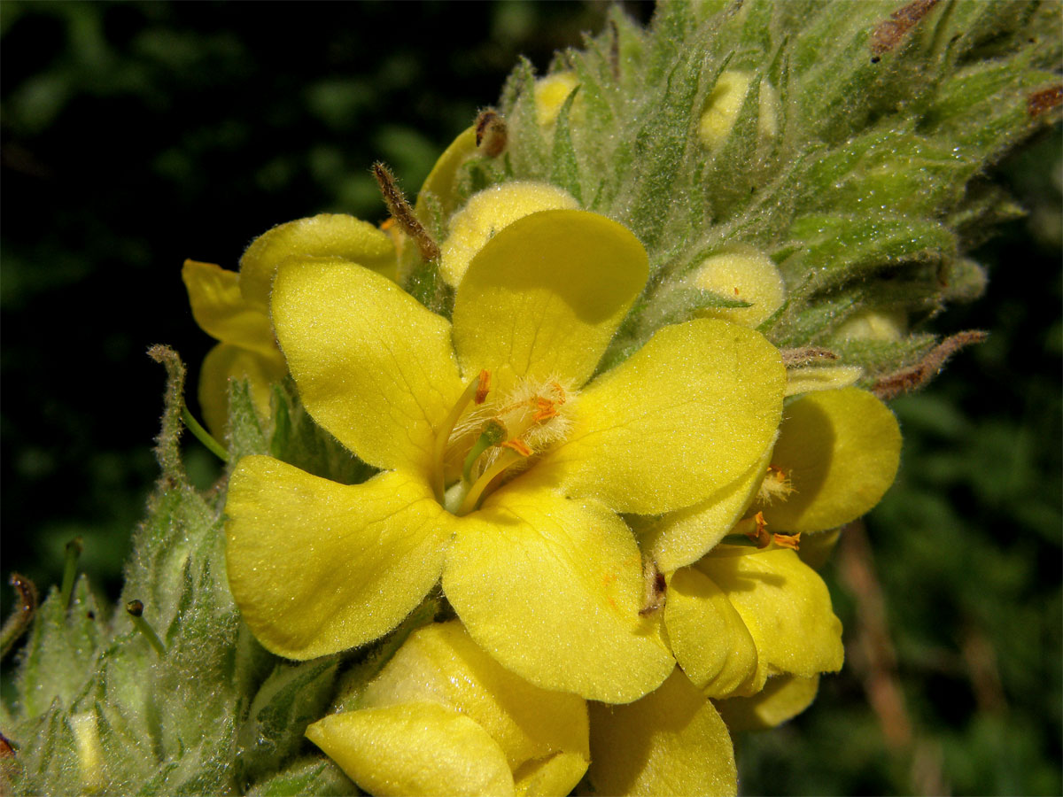 Divizna velkokvětá (Verbascum densiflorum Bertol.)