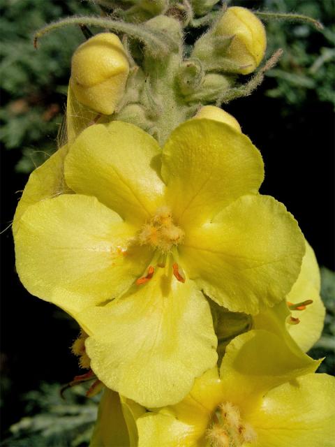 Divizna velkokvětá (Verbascum densiflorum Bertol.)